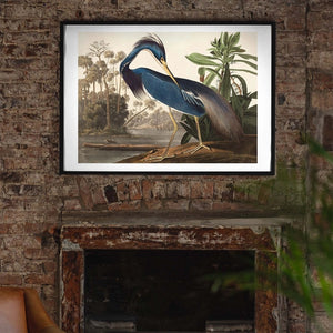 Louisiana Heron Print, Framed