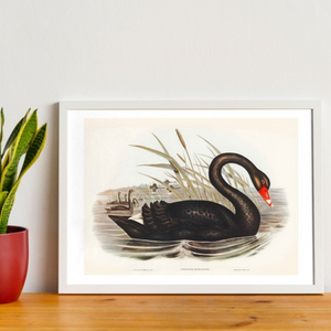 Black Swan Vintage Antique Print