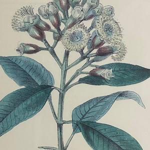 Vintage Clove Botanical Print