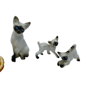 Mini Siamese Cat and Kittens