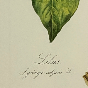 Vintage Lilac Botanical Print