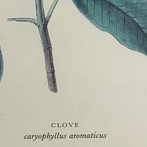 Vintage Clove Botanical Print