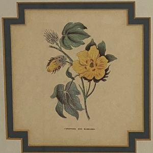 Cotonnier Botanical Print