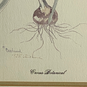 Vintage Crocus Botanical Print