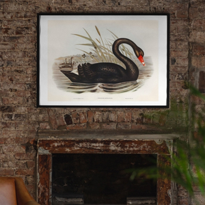 Black Swan Vintage Antique Print