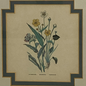 Pulmonaire Botanical Print