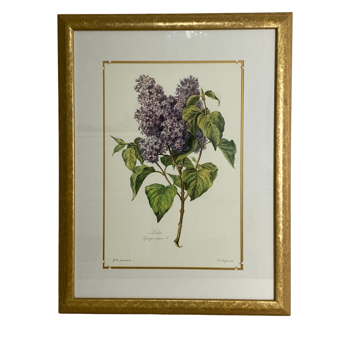Vintage Lilac Botanical Print